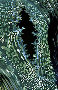 Clam mantle, shot in Southern Red Sea in 2000. Nikon F90x... by Len Deeley 